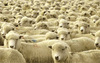 umweltfreundlich_und_tierschuetzend