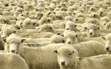 umweltfreundlich_und_tierschuetzend